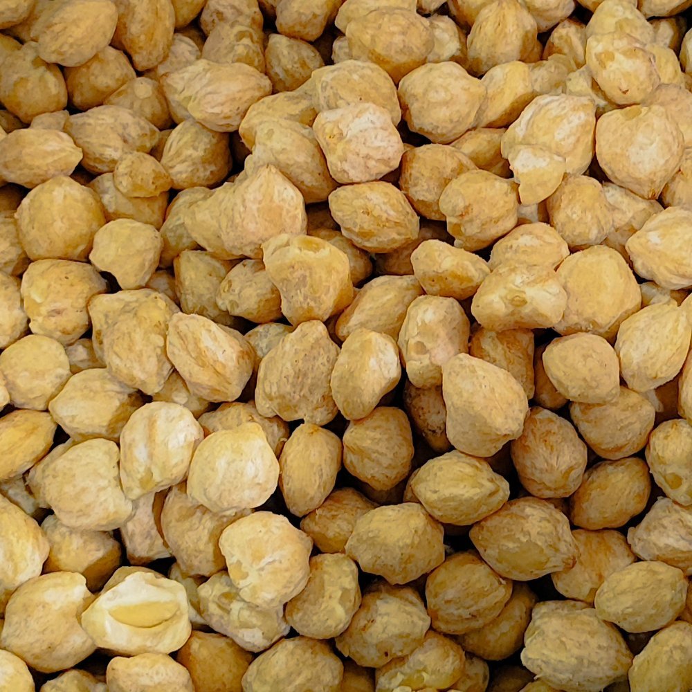 Premium Export-Grade Candlenut (Whole Nuts)
